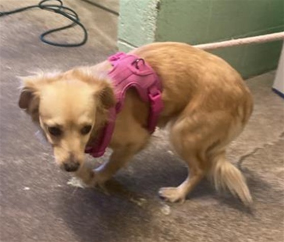 Shelter Stray Female Dog last seen J ST & 39TH ST, 2127 Front St, Sacramento, CA 95818, USA
