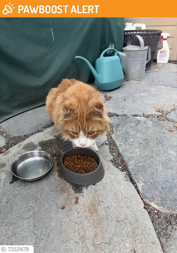Found/Stray Male Cat last seen Newland and Adams, Huntington Beach, CA 92648