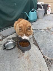 Found/Stray Male Cat last seen Newland and Adams, Huntington Beach, CA 92648