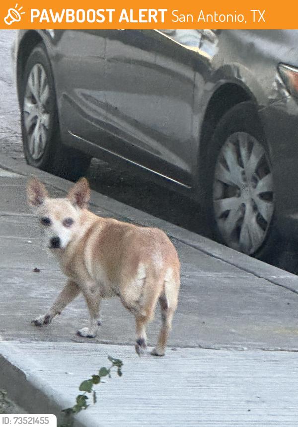 Found/Stray Female Dog last seen Benrus, San Antonio, TX 78228