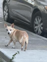 Found/Stray Female Dog last seen Benrus, San Antonio, TX 78228
