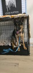 Reunited Female Dog last seen Star, ID, USA, Star, ID 83669