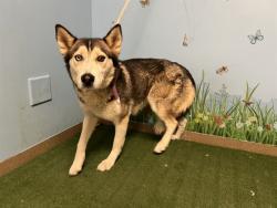 Shelter Stray Female Dog last seen , 38550 Sierra Hwy, Palmdale, CA 93550, USA