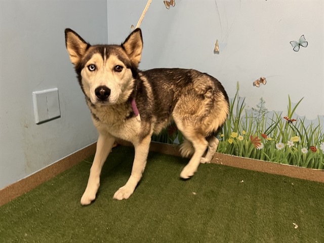Shelter Stray Female Dog last seen , 38550 Sierra Hwy, Palmdale, CA 93550, USA