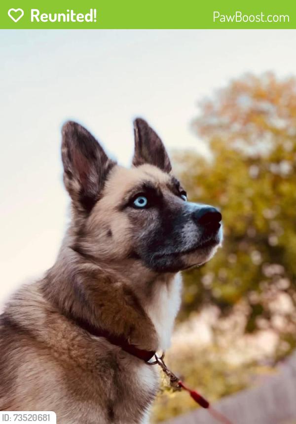 Reunited Female Dog last seen Blue Springs police department, Blue Springs, MO 64014