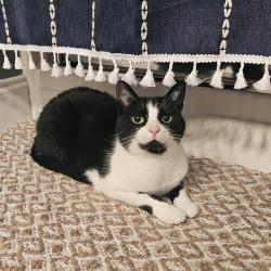 Lost Female Cat last seen Near Riverwood Drive Hixson, Chattanooga, TN 37343