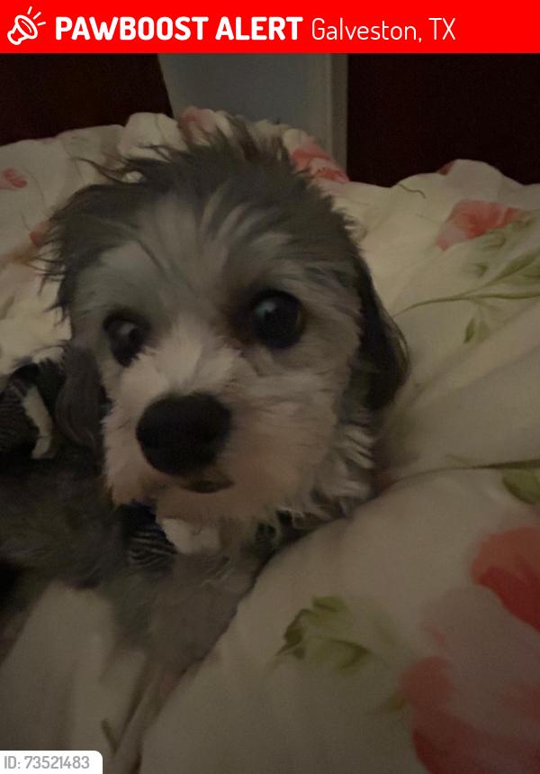 Lost Female Dog last seen UTMB, Galveston, TX 77550