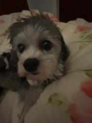 Lost Female Dog last seen UTMB, Galveston, TX 77550