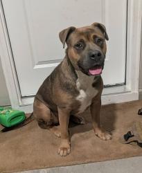 Found/Stray Female Dog last seen Vass rd near in Siler City NC, Fayetteville, NC 28304