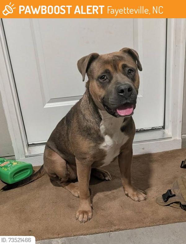Found/Stray Female Dog last seen Vass rd near in Siler City NC, Fayetteville, NC 28304