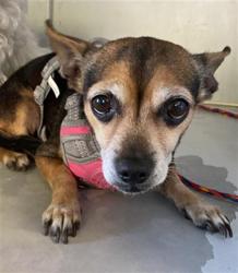 Shelter Stray Female Dog last seen FRUITRIDGE & FREEPORT, 2127 Front St, Sacramento, CA 95818, USA