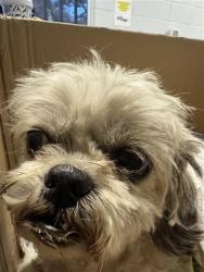 Shelter Stray Female Dog last seen 15TH AVE & MARTIN LUTHER KING JR BLVD, 2127 Front St, Sacramento, CA 95818, USA