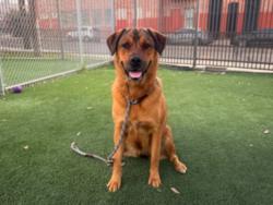 Shelter Stray Female Dog last seen , 3201 Lacy St, Los Angeles, CA 90031, USA