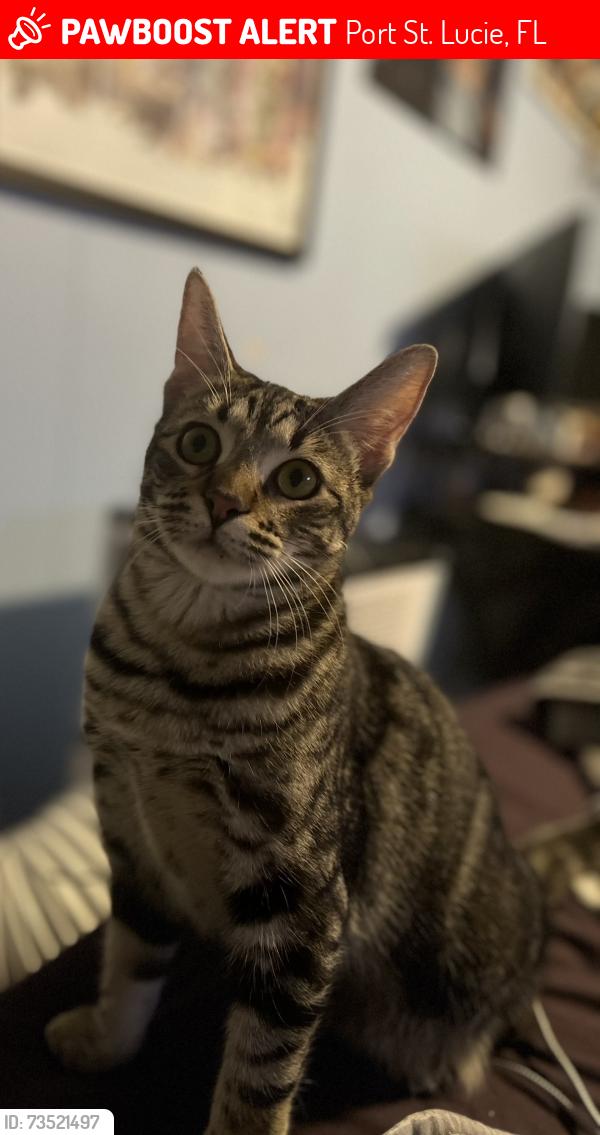 Lost Female Cat last seen Bayshore & Selvitz, Port St. Lucie, FL 34983