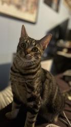Lost Female Cat last seen Bayshore & Selvitz, Port St. Lucie, FL 34983
