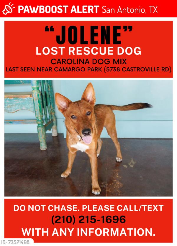Lost Female Dog last seen Camargo park, San Antonio, TX 78237