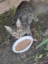 Found/Stray Unknown Cat last seen Crescent and Moody, Cypress, CA 90630