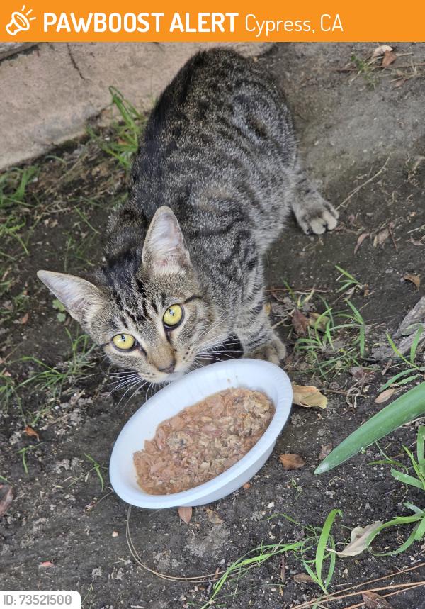 Found/Stray Unknown Cat last seen Crescent and Moody, Cypress, CA 90630