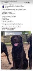 Lost Male Dog last seen Cody Rd, Mobile, AL 36695