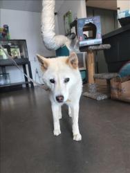 Shelter Stray Female Dog last seen , West Valley Animal Shelter, 20655 Plummer St, Chatsworth, CA 91311, USA