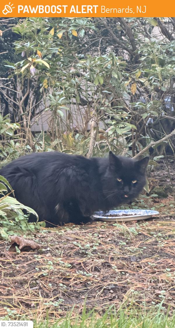 Found/Stray Male Cat last seen N Maple and madisonville rd, Bernards, NJ 07920