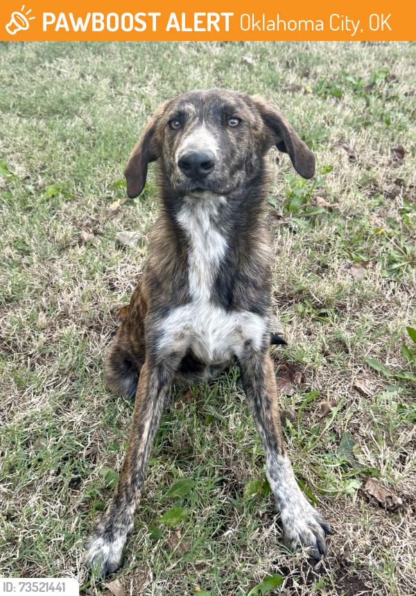 Found/Stray Female Dog last seen Basswood Canyon road, Oklahoma City, OK 73162