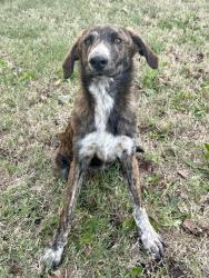 Found/Stray Female Dog last seen Basswood Canyon road, Oklahoma City, OK 73162