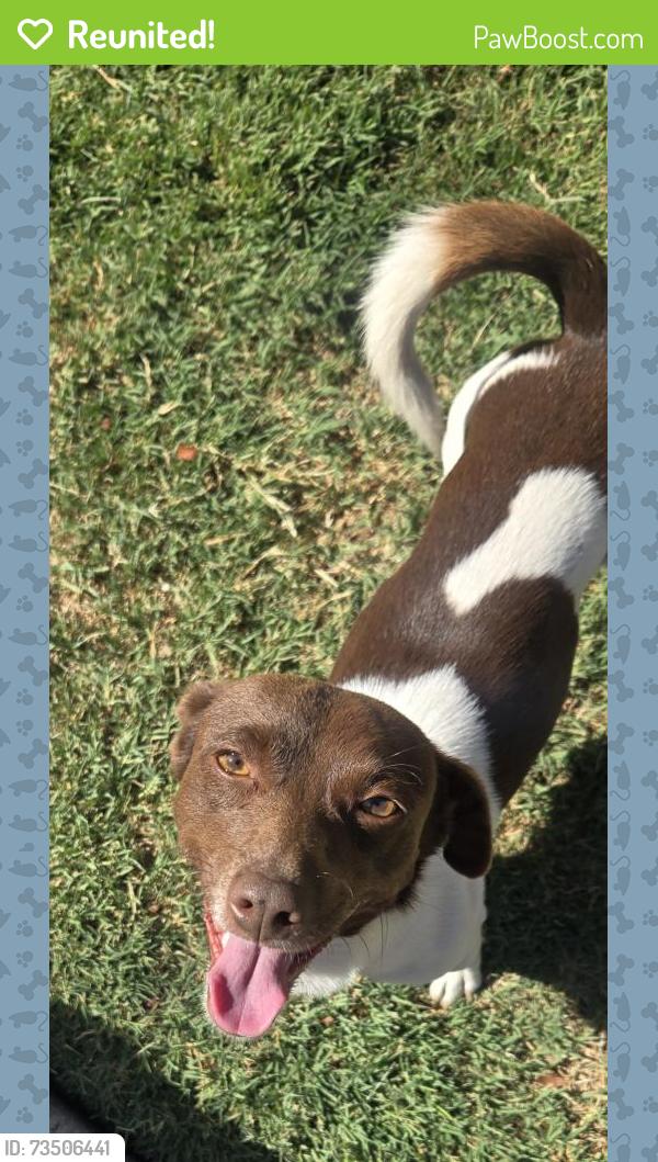Reunited Male Dog last seen Near River Rd. Modesto CA 95351, Modesto, CA 95351