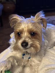 Lost Male Dog last seen Furneaux and Rosemeade, Carrollton, TX 75007