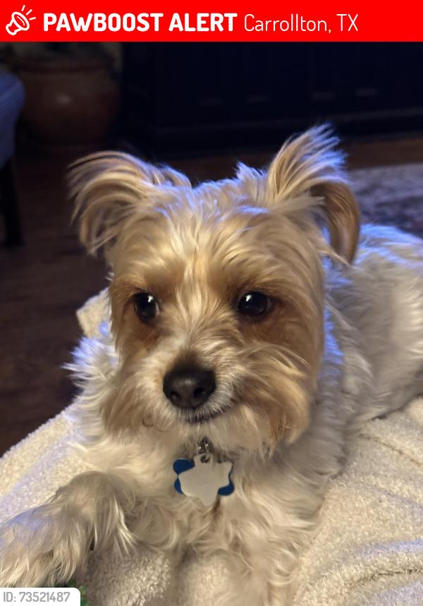 Lost Male Dog last seen Furneaux and Rosemeade, Carrollton, TX 75007