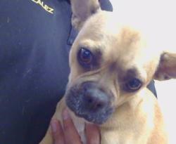 Shelter Stray Female Dog last seen , 3839 Bradshaw Rd, Sacramento, CA 95827, USA