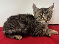 Shelter Stray Female Cat last seen SUNRISE WOODS WAY/SUNRISE GREENS DR, 95828, 3839 Bradshaw Rd, Sacramento, CA 95827, USA