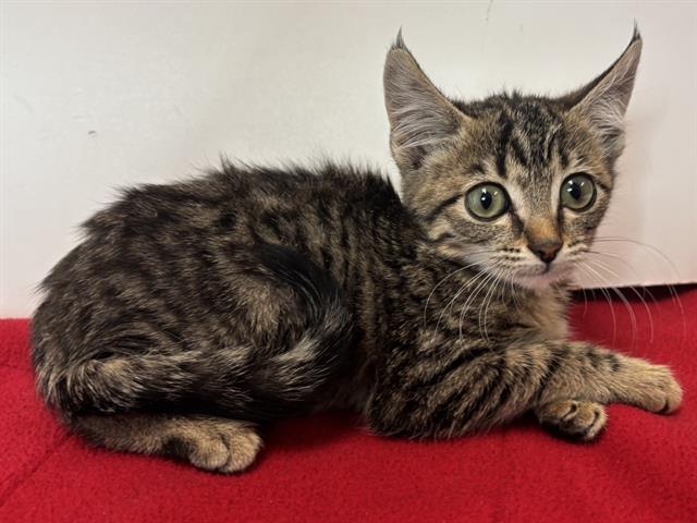 Shelter Stray Female Cat last seen SUNRISE WOODS WAY/SUNRISE GREENS DR, 95828, 3839 Bradshaw Rd, Sacramento, CA 95827, USA