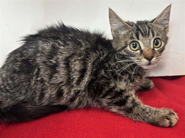 Shelter Stray Male Cat last seen SUNRISE WOODS WAY/SUNRISE GREENS DR, 95828, 3839 Bradshaw Rd, Sacramento, CA 95827, USA