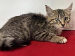 Shelter Stray Female Cat last seen SUNRISE WOODS WAY/SUNRISE GREENS DR, 95828, 3839 Bradshaw Rd, Sacramento, CA 95827, USA