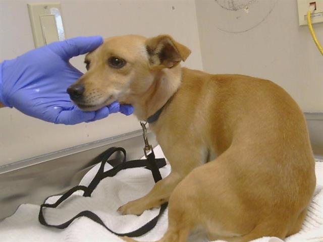 Shelter Stray Male Dog last seen FRUITRIDGE RD/ 44TH ST, 95820, 3839 Bradshaw Rd, Sacramento, CA 95827, USA