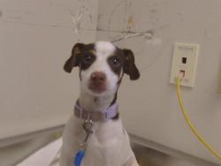 Shelter Stray Male Dog last seen FRUITRIDGE RD/ 44TH ST, 95820, 3839 Bradshaw Rd, Sacramento, CA 95827, USA