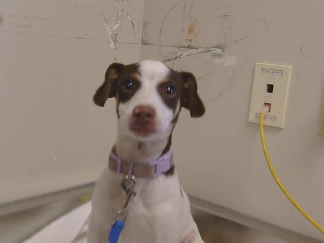 Shelter Stray Male Dog last seen FRUITRIDGE RD/ 44TH ST, 95820, 3839 Bradshaw Rd, Sacramento, CA 95827, USA