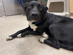 Shelter Stray Male Dog last seen Near BLOCK BUSHNELL AVE, RIVERSIDE, CA, 6851 Van Buren Boulevard, Jurupa Valley, CA 92509, USA