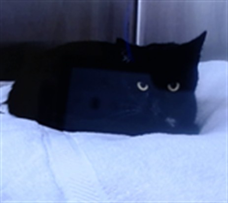 Shelter Stray Male Cat last seen LYDIA/NEWHALL, 1419 Bryant St, San Francisco, CA 94103, USA