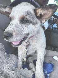 Lost Male Dog last seen 20th and Teller, Lakewood, CO 80214