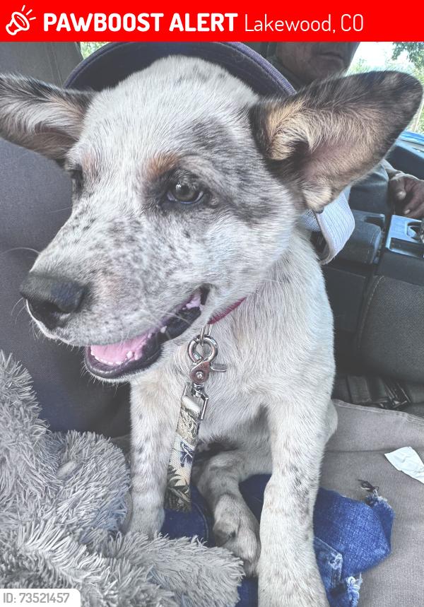 Lost Male Dog last seen 20th and Teller, Lakewood, CO 80214