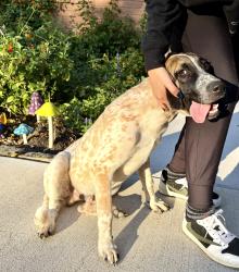 Found/Stray Unknown Dog last seen Woodhaven dr, Tyler, TX 75701