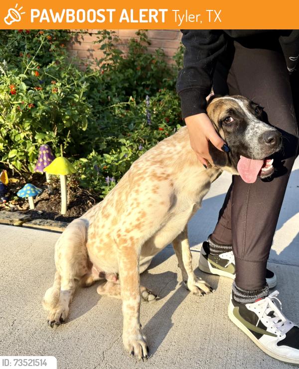 Found/Stray Unknown Dog last seen Woodhaven dr, Tyler, TX 75701