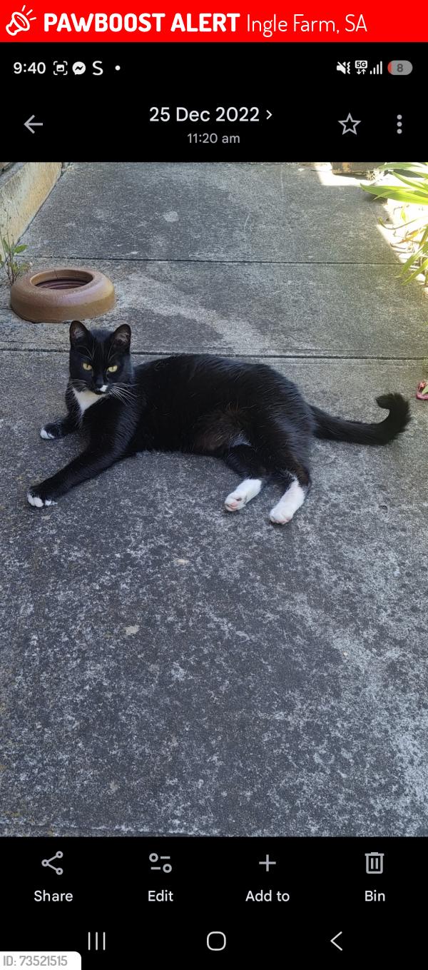 Lost Male Cat last seen Walkleys road ingle farm, Ingle Farm, SA 5098