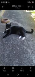 Lost Male Cat last seen Walkleys road ingle farm, Ingle Farm, SA 5098