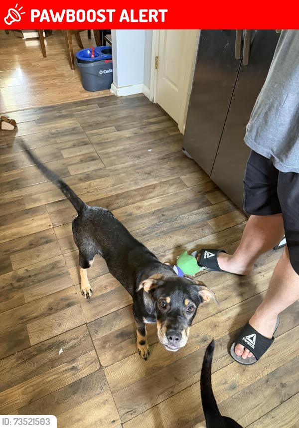 Lost Female Dog last seen Glade springs rd, Martin Ln, Campbell County, TN 37766