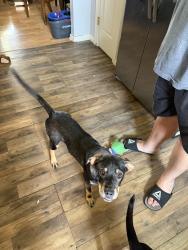 Lost Female Dog last seen Glade springs rd, Martin Ln, Campbell County, TN 37766