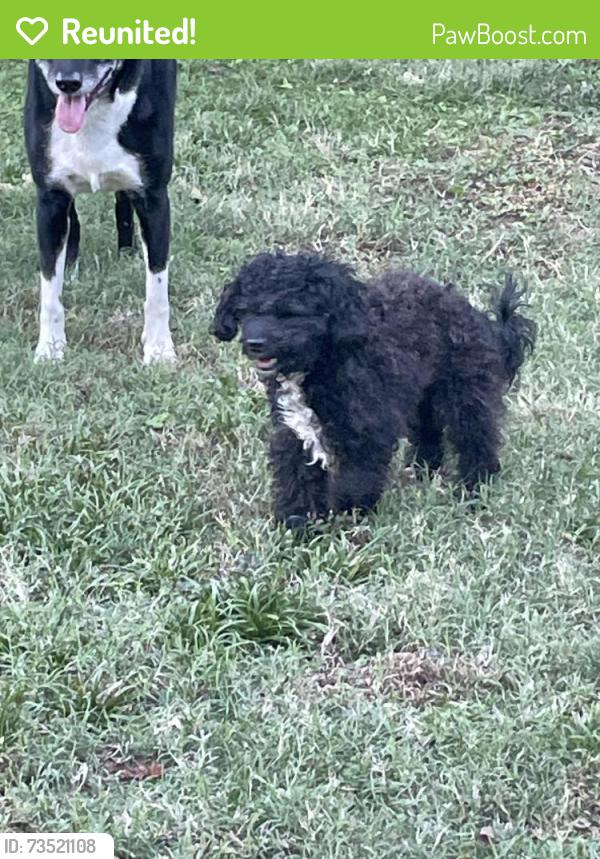 Reunited Male Dog last seen 81st and 145th, Broken Arrow, OK 74012