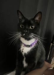 Lost Female Cat last seen By Spirit of texas area, San Bernardino, CA 92346